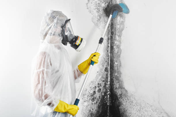 Best Biohazard Mold Removal  in Dolan Springs, AZ