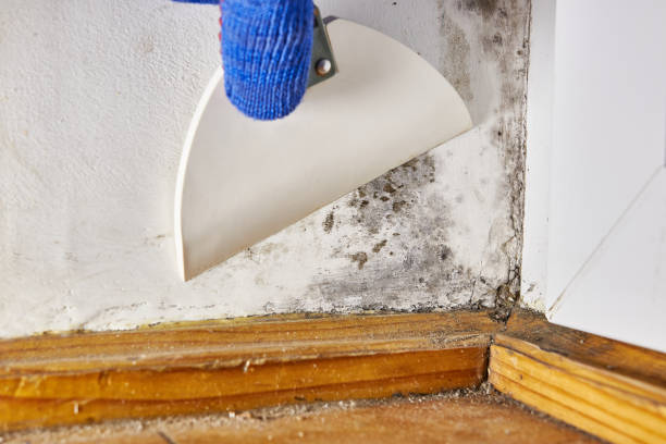 Best Mold Documentation for Insurance Claims  in Dolan Springs, AZ