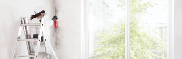 Best Mold Odor Removal Services  in Dolan Springs, AZ
